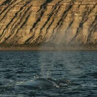 sohutern richtig Wale im das Oberfläche, gefährdet Spezies, Patagonien, Argentinien foto