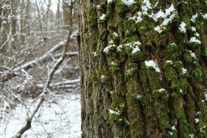 Baum bedeckt mit Moos, Winter Wald Atmosphäre foto