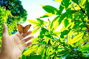 der schmetterling ist auf der hand im wald. und das goldene Licht der Sonne ist ein schöner Hintergrund foto