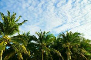 schön Palme Bäume im Pattaya Strand, wolkig im koh Lippe, Westen Andaman Meer. foto