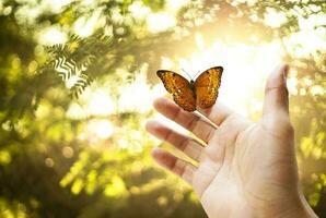 der schmetterling ist auf der hand im wald. und das goldene Licht der Sonne ist ein schöner Hintergrund foto