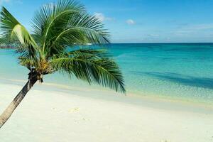 schön Palme Bäume im Pattaya Strand, wolkig im koh Lippe, Westen Andaman Meer.Kokosnuss und Palme Bäume symbolisieren das Meer. foto