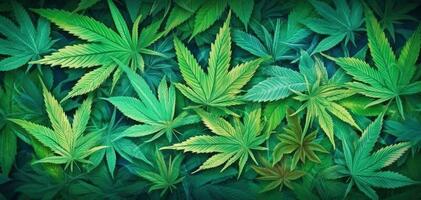 schön Hintergrund Grün Cannabis Blätter. Alternative Kraut Medizin. generativ ai foto