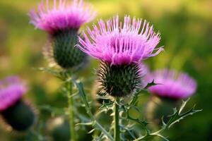 Milch Distel Blume schließen hoch. generativ ai foto