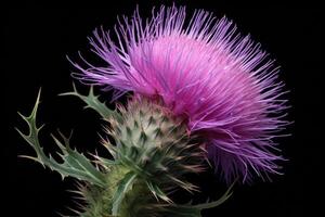 Milch Distel Blume schließen hoch. generativ ai foto