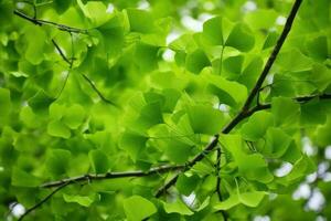 Grün Blätter von ein Ginkgo biloba Baum im das Frühling. generativ ai foto