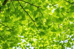 Grün Blätter von ein Ginkgo biloba Baum im das Frühling. generativ ai foto