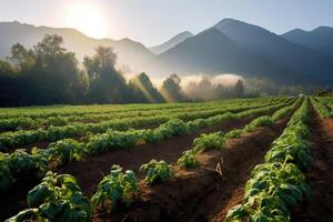 Feld von Grün Grüner Salat. generativ ai foto