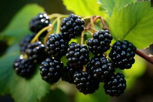 reif Brombeeren und Blätter auf ein Busch Nahansicht. generativ ai foto