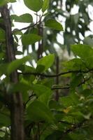 Grün Blätter auf ein Baum im das Garten, Nahansicht von Foto, Klettern Anlage, Coccinia Grandis, Klettern Pflanze foto