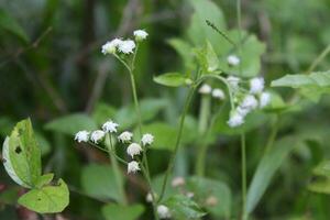 Weiß Blumen von Buchweizen auf ein Hintergrund von Grün Gras. foto