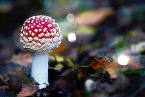 fabelhaft fliegen Agaric mit Weiß Punkte auf ein Wald Hintergrund. foto