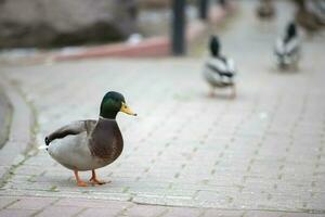 das Ente Spaziergänge auf das Asphalt. Wasservögel im das Stadt. foto