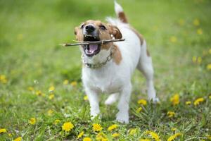 komisch Hund Jack Russell Rasse Theaterstücke mit ein Stock auf das Sommer- Rasen. schön Hund im Natur. foto