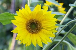 wenig Gelb Sonnenblume auf ein Grün Hintergrund. foto