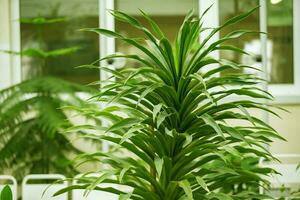 tropisch Zimmerpflanze mit groß Grün Blätter. foto