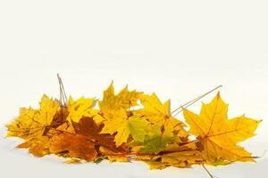 Herbst farbig fallen Ahorn Blätter isoliert auf Weiß Hintergrund foto