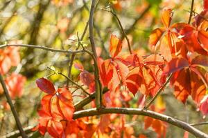 rot Blätter auf Bäume im Herbst foto
