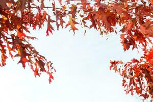 bunt Laub im das Herbst Park. Herbst Blätter Himmel Hintergrund. Herbst Bäume Blätter im Jahrgang Farbe foto