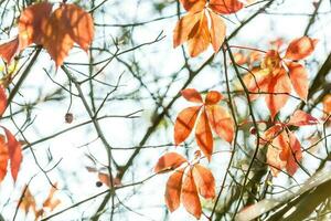 Herbstlaub, sehr flacher Fokus foto