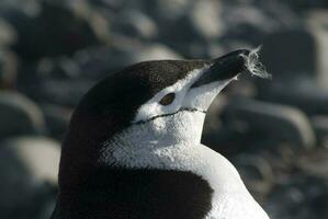 Kinnriemen Pinguin, Paulet Insel, Antarktis, wissenschaftlich Name: Pygoscelis Antarktis foto