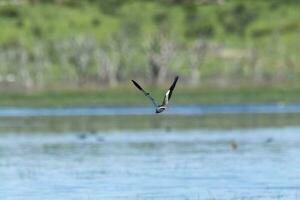 Süd- Kiebitz, vanellus chilensis im Flug, la Pampa Provinz, Patagonien, Argentinien foto