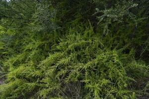 calden Wald Landschaft, geoffraea decorticans Pflanzen, la Pampa Provinz, Patagonien, Argentinien. foto