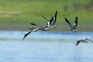 Süd- Kiebitz, vanellus chilensis im Flug, la Pampa Provinz, Patagonien, Argentinien foto