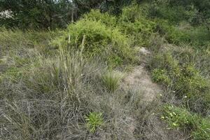 calden Wald Landschaft, geoffraea decorticans Pflanzen, la Pampa Provinz, Patagonien, Argentinien. foto