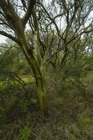 calden Wald Landschaft, geoffraea decorticans Pflanzen, la Pampa Provinz, Patagonien, Argentinien. foto