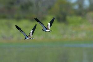 Süd- Kiebitz, vanellus chilensis im Flug, la Pampa Provinz, Patagonien, Argentinien foto