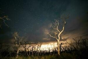 Verbrennung Bäume fotografiert beim Nacht mit ein sternenklar Himmel, la Pampa Provinz, Patagonien , Argentinien. foto