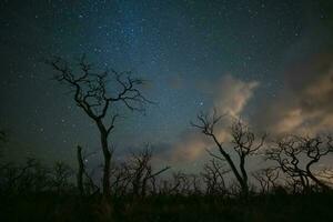 Verbrennung Bäume fotografiert beim Nacht mit ein sternenklar Himmel, la Pampa Provinz, Patagonien , Argentinien. foto