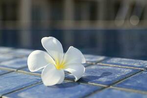 Frangipani Blumen beuaty foto