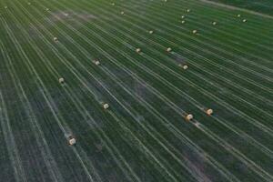 Gras Ballen im das Pampas Landschaft, Buenos Aires Provinz, Argentinien foto