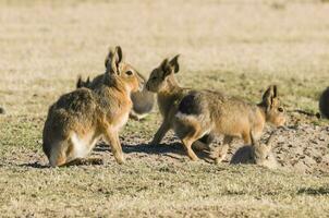 patagonisch Cavi, Patagonien Mara, Halbinsel Valdes, Patagonien , Argentinien foto