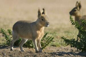 patagonisch Cavi, Patagonien Mara, Halbinsel Valdes, Patagonien , Argentinien foto