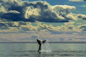 Süd- richtig Wal Schwanz , Halbinsel Wald Patagonien , Argentinien foto