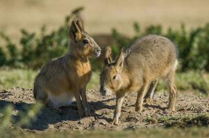 patagonisch Cavi, Patagonien Mara, Halbinsel Valdes, Patagonien , Argentinien foto