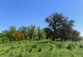 Pampas Baum Landschaft, la Pampa Provinz, Patagonien, Argentinien. foto