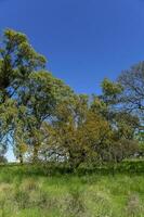 Pampas Baum Landschaft, la Pampa Provinz, Patagonien, Argentinien. foto