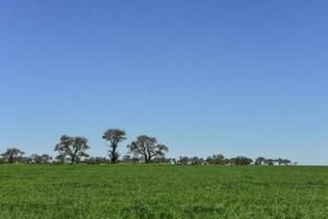 calden Baum Landschaft, la Pampa, Argentinien foto