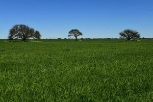 Pampas Baum Landschaft, la Pampa Provinz, Patagonien, Argentinien. foto