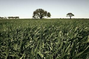 Pampas Baum Landschaft, la Pampa Provinz, Patagonien, Argentinien. foto