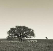 Pampas Baum Landschaft, la Pampa Provinz, Patagonien, Argentinien. foto