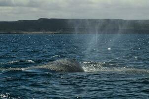 Süd- richtig Wal, Patagonien, Argentinien foto