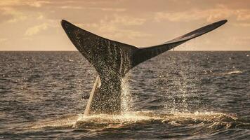 sohutern richtig Wal Schwanz, gefährdet Spezies, Patagonien, Argentinien foto