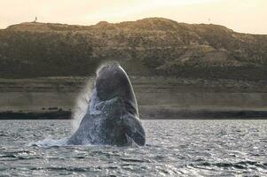 Wal Springen, Halbinsel Valdes, Patagonien, Patagonien. foto