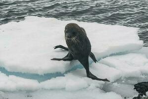 Antarktis Pelz Sealarctophoca Gazella, ein Strand, antartisch Halbinsel. foto