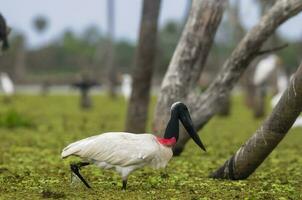 jabiru Storch, im Feuchtgebiet Umfeld, la Estrella Sumpf, formosa Provinz, Argentinien. foto